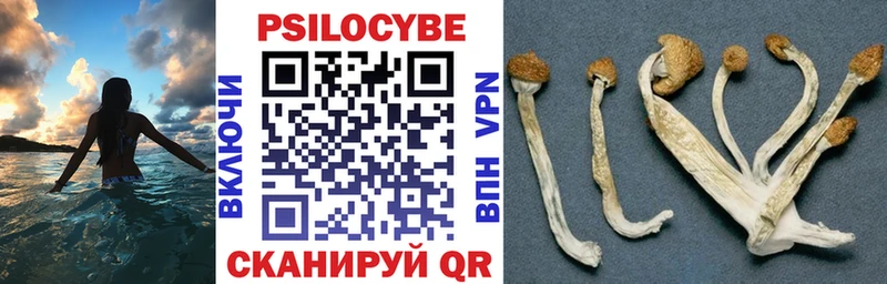 Галлюциногенные грибы Psilocybe  Купить где  Донской 